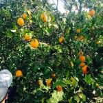 CUEILLETTE ORANGES 2016 06